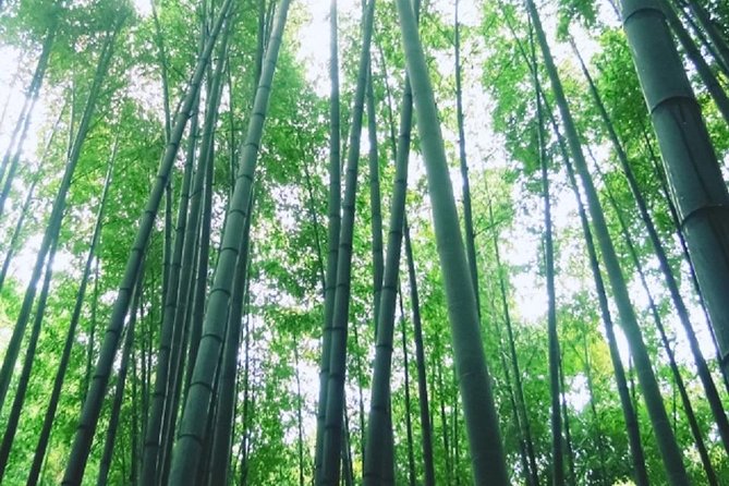 Kamakura Bamboo Forest and Great Buddha Private Tour - Cancellation Policy