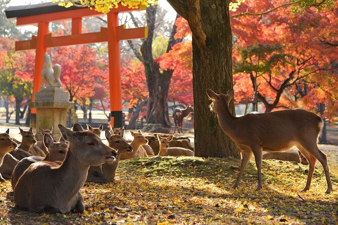 Kyoto and Nara Golden Route 1-Day Bus Tour From Kyoto - Directions