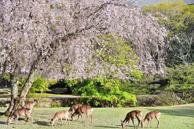 Kyoto and Nara Park Day Tour From Osaka/Kyoto. - What To Expect