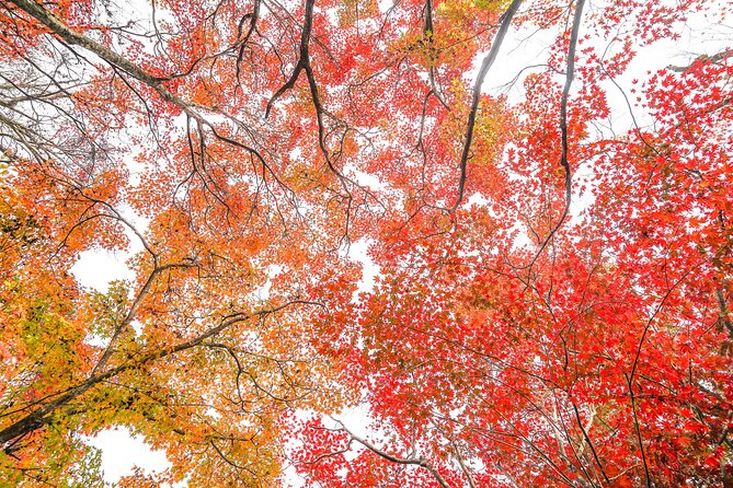 Kyoto Arashiyama Bamboo Forest & Garden Half-Day Walking Tour - Meeting Point and Start Time