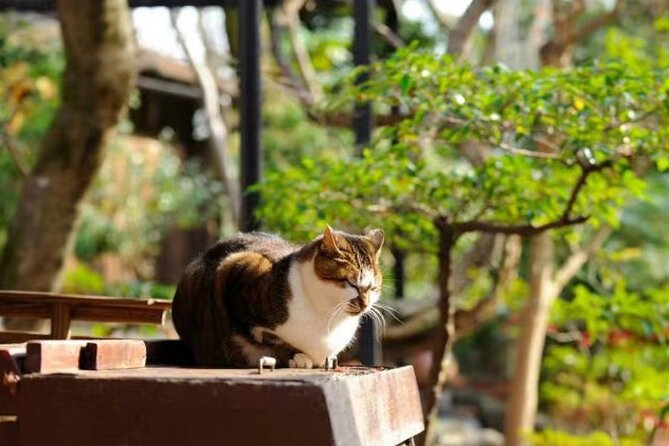 Kyoto Arashiyama Sanzen In Temple Day Tour - Schedule and Timing