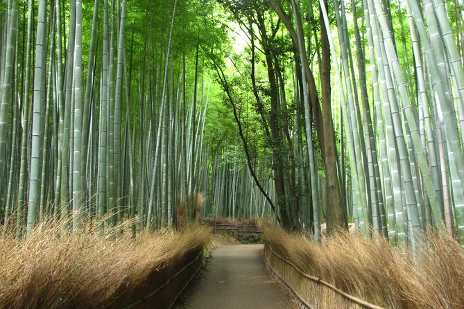 Kyoto Day Tour Tenryu-ji Temple Arashiyama Grove and Kinkaku-ji - Accessibility and Language Options