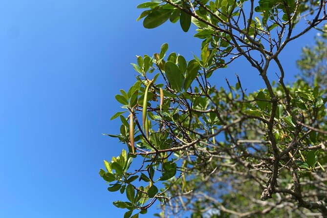 Mangrove SUP in Okinawa - Pricing and Reservation Info