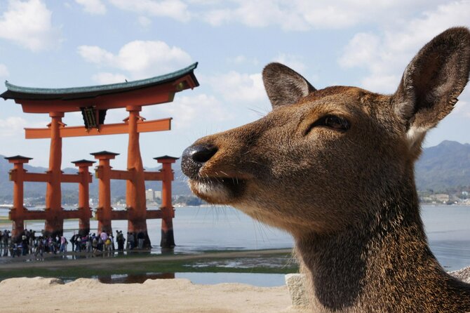 Miyajima & Tottori 2 Day Bus Tour From Hiroshima, Osaka, or Kyoto - Important Guidelines