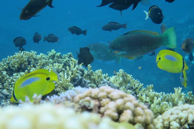 [Miyakojima Snorkel] Private Tour From 2 People Enjoy From 3 Years Old! Enjoy Nemo, Coral and Miyako Blue - Meeting Point