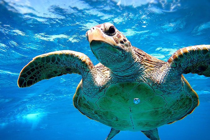 [Miyakojima Snorkel] Private Tour From 2 People Go to Meet Cute Sea Turtle - Cancellation Policy Overview