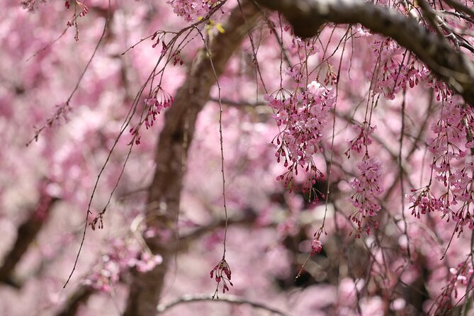 Mt. Fuji Cherry Blossom One Day Tour From Tokyo | Tokyo Ezine