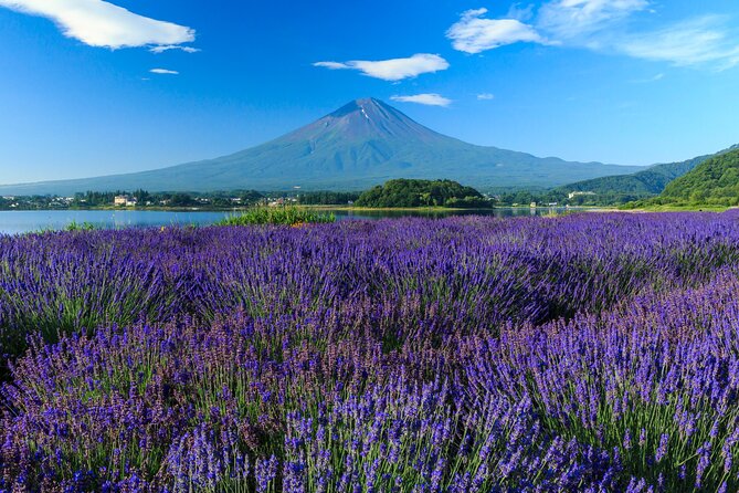 Mt. Fuji Flower Festival Tour With Ropeway Experience From Tokyo - Logistics and Inclusions