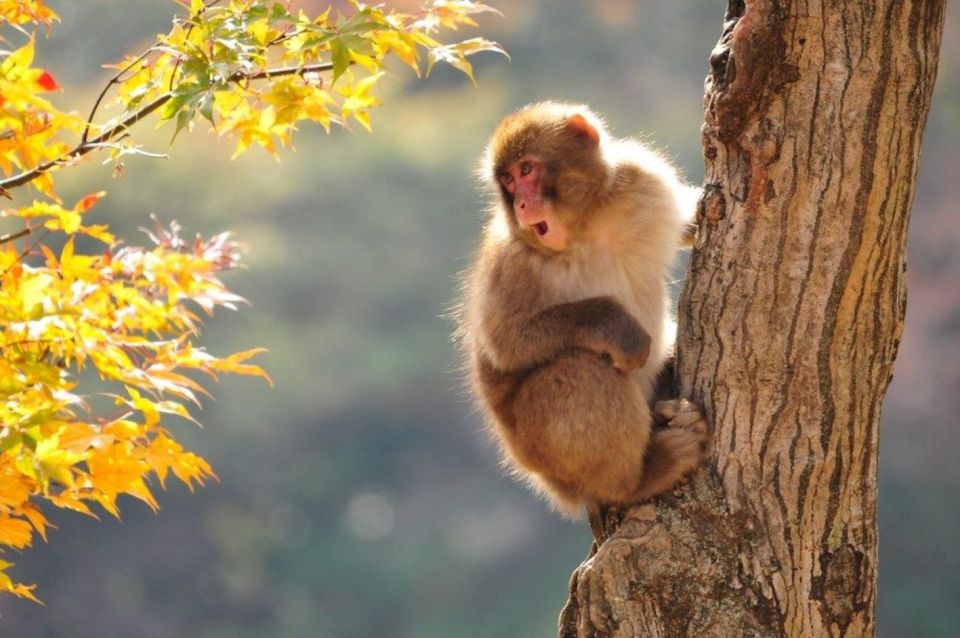 Nagano: Snow Monkeys, Zenkoji Temple & Sake Day Trip - Tour Itinerary