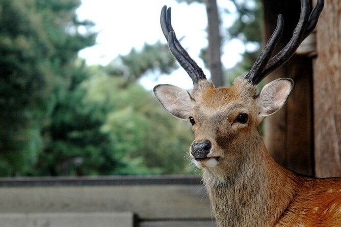 Nara Best Spots Private Tour With Licensed Guide (6h/8h) - What To Expect