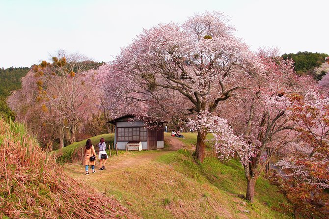 Nara Custom Full Day Tour - Transportation Options