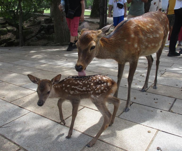 Nara: Giant Buddha, Free Deer in the Park (Italian Guide) - Meeting Point