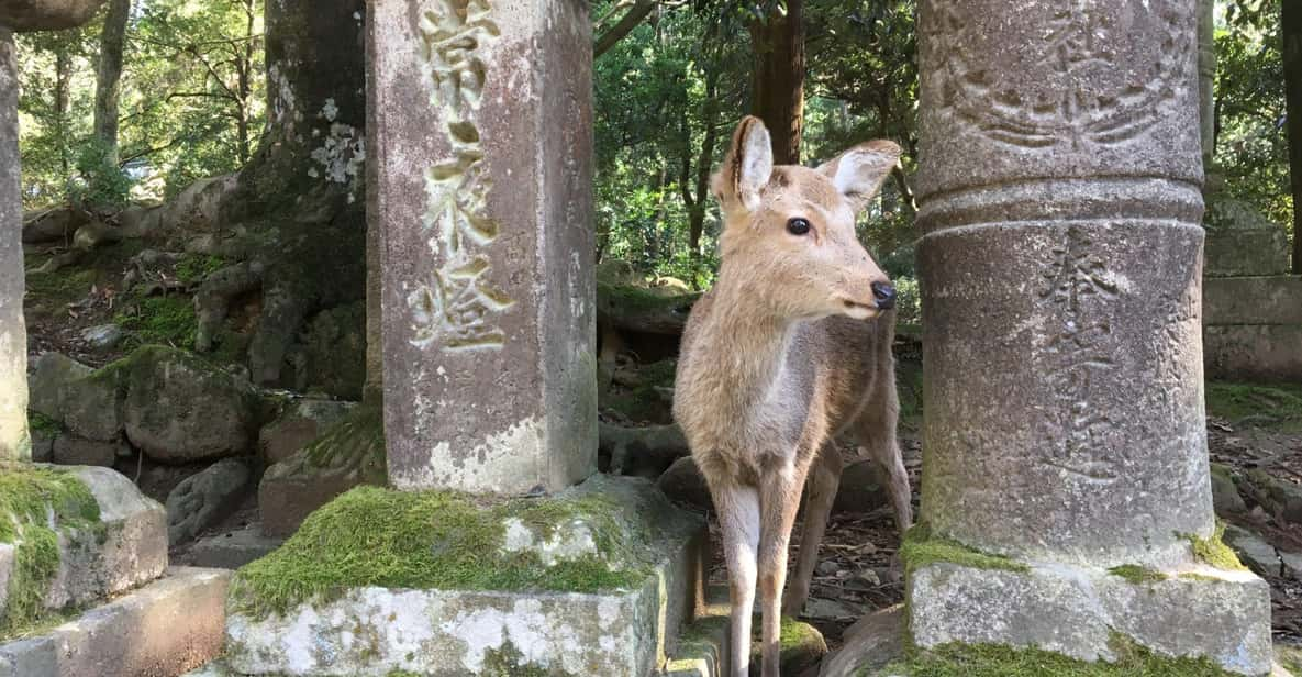 Nara: Half-Day Private Guided Tour - Highlights