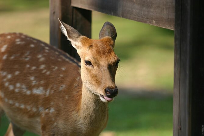 Nara Half Day Walking Tour - Cancellation Policy