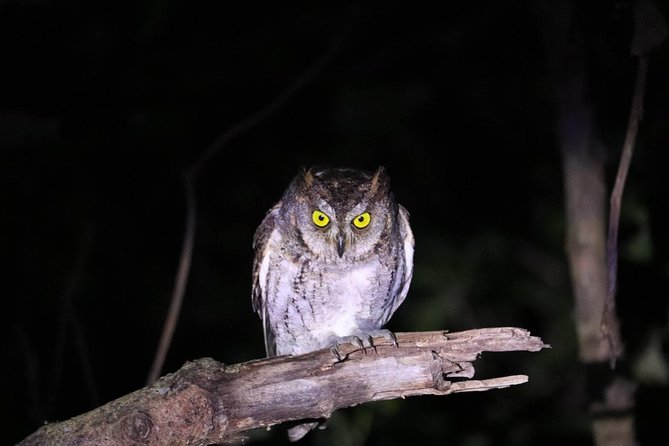 [Okinawa Iriomote] Night Adventure Tour - Cancellation Policy Details