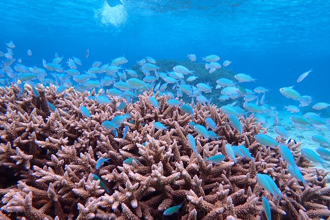 [Okinawa Miyako] Natural Aquarium! Tropical Snorkeling With Colorful Fish! - Additional Information