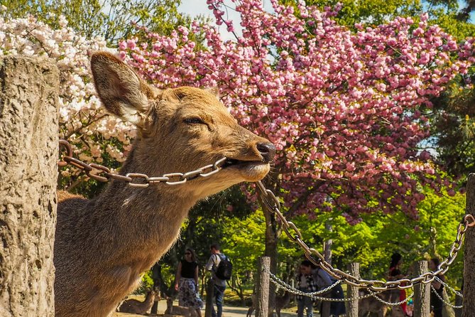 Osaka Cherry Blossom Tour With a Local: 100% Personalized Private - Additional Information for Participants