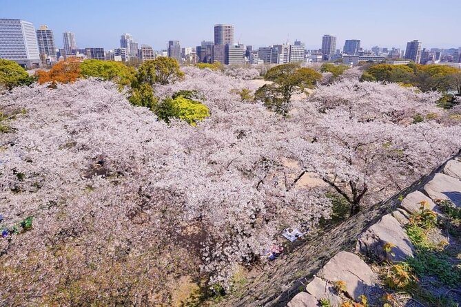 Private and Unique Fukuoka Cherry Blossom Sakura Experience - Additional Information