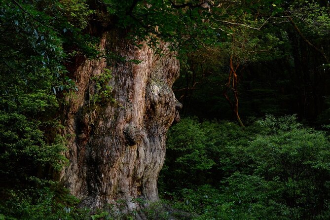 [Private Guide & Plan With Bento] Lets Walk in the Forest of Thousands of Years of Age! Jomon Cedar Day Trip Trekking [Special Lunch With Yakushima Ingredients! ] - Directions