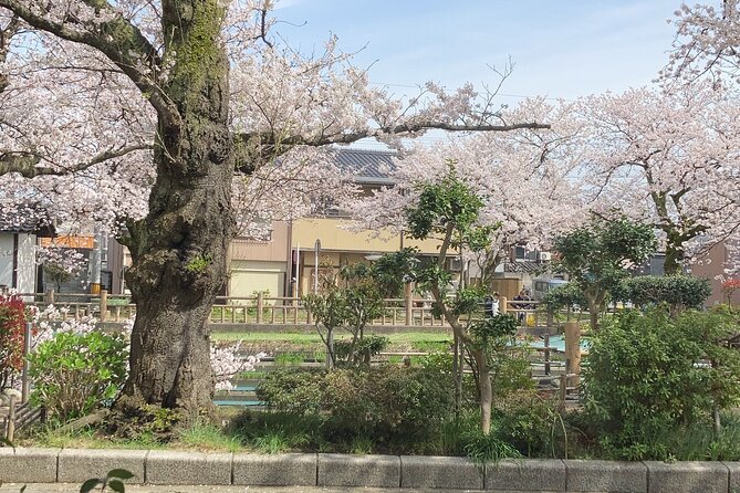 Private Kimono Stroll in Toyama City Possibly With a Shiba Inu - Interact With a Friendly Shiba Inu