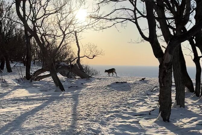 Private Snow Shoe Tour in Shiretoko National Park - Additional Details