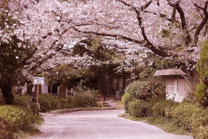 Private Unique Kobe Cherry Blossom Sakura Experience - Meeting Point