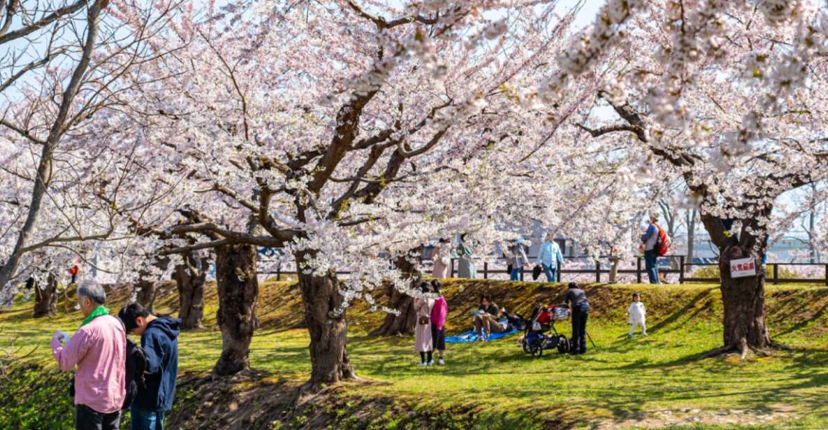 Private & Unique Nagasaki Cherry Blossom Sakura Experience - Experience Description