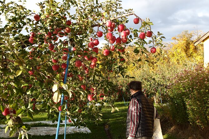 Rice Paddy Art and Apple Picking Full Day Private Tour - Cancellation Policy