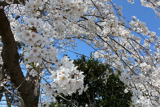 Sakura Park and Old Town Private Tour - Schedule and Additional Info