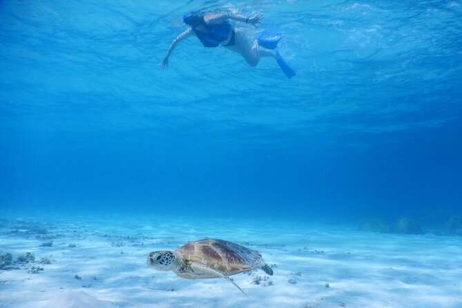 Sea Turtle Snorkel at Kerama Islands and Zamami Island - Start Time and Additional Info