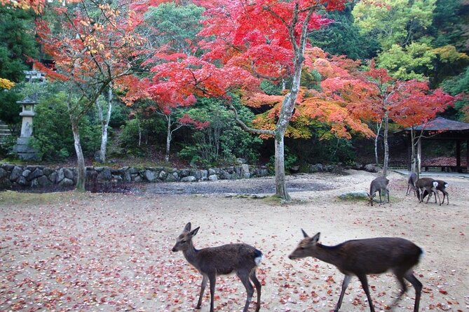 Self Guided Tour in Miyajima With Bullet Train and Ferry Ticket - Cancellation Policy