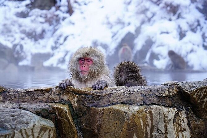 Snow Monkey and Zenkoji Temple Sake in Nagano Full Day Tour - Directions