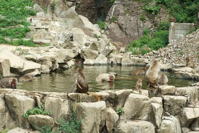 Snow Monkey in Jigokudani Yaen-koen & Obuse Town - Additional Information