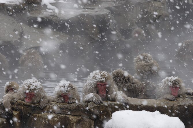 Snow Monkey Park & Miso Production Day Tour From Nagano - Tour Experience Highlights