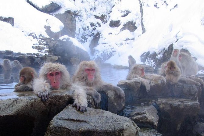 Snow Monkey Park Tour, From/To Tokyo, up to 12 Guests - Tour Inclusions