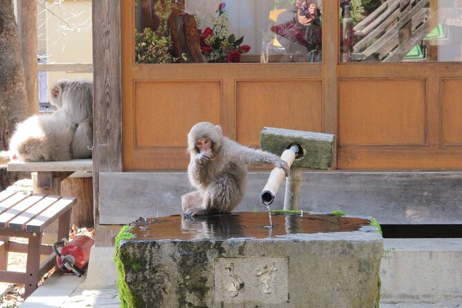 Snow Monkey & Shibu Onsen Afternoon Tour From Iiyama or Nozawa - Tour Logistics