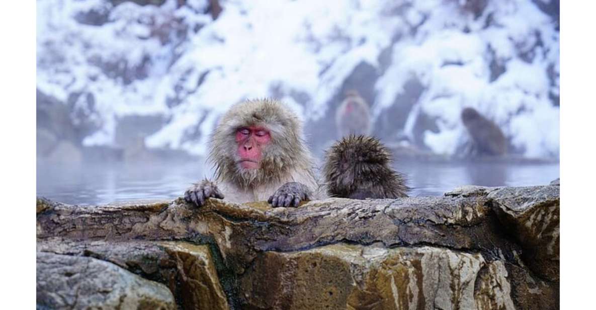 Snow Monkey & ZinkoJi With Sake Tasting Private Tour - Itinerary