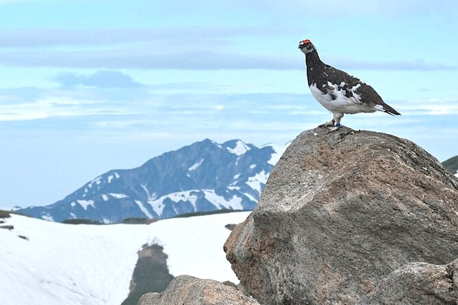 (Spring Only) 1-Day Snow Walls of Tateyama-Kurobe Alpine Route Tour - Inclusions and Exclusions