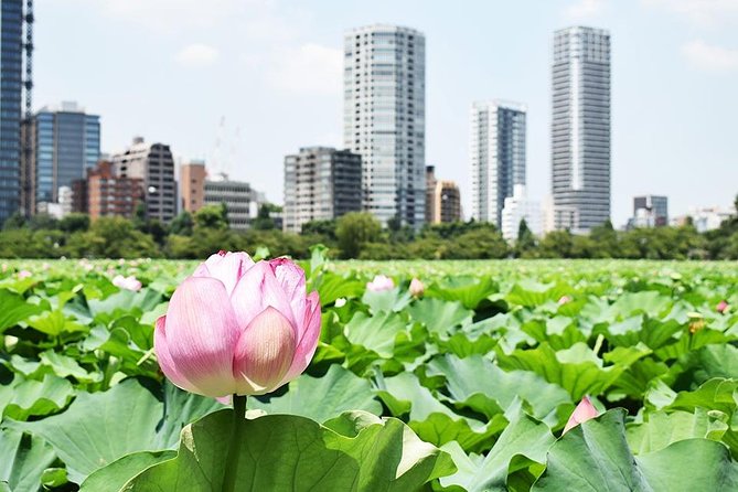 Tokyo Japanese Garden Lovers Private Tour With Government-Licensed Guide - Reviews