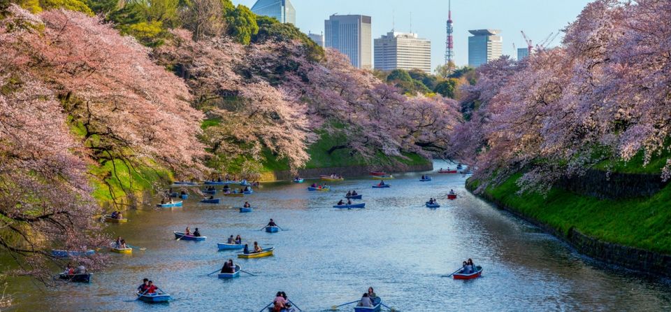 Tokyo: Private Cherry Blossom Experience - Full Description