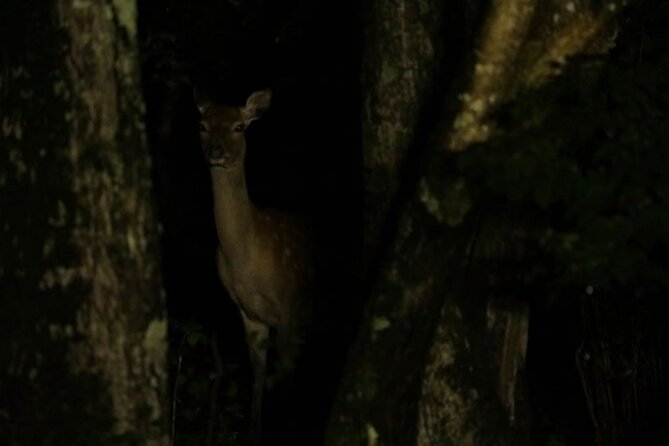 Wildlife Night Drive in Shiretoko National Park - Pickup Options and Meeting Details