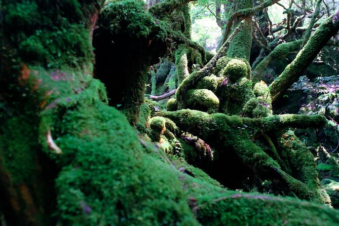 Yakushima Private Island Sights Tour With English Speaking Guide - Important Notes