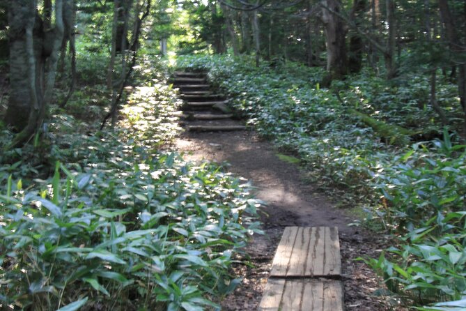 3hours Nature Guided Tour in Shiretoko Five Lakes - Key Points