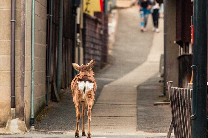 1-Day Private Sightseeing Tour in Hiroshima and Miyajima Island - Visitor Experiences