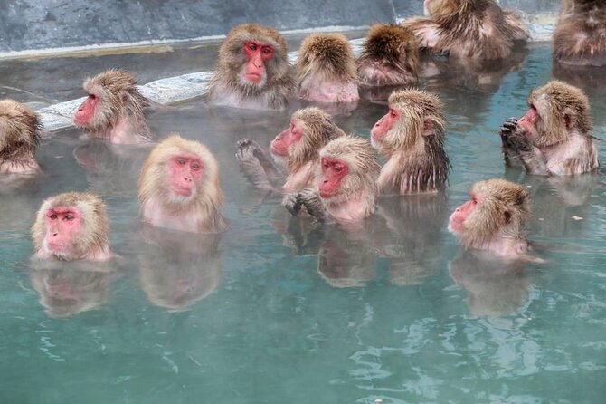 1-Day Private Snow Monkey ZenkoJi Temple & SakeTasting NaganoTour - Price and Booking Details