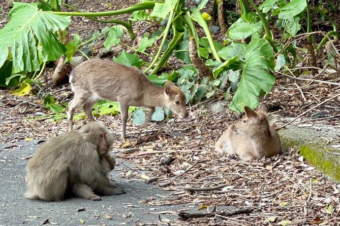 4 Hour Guided Cycling Experience in Yakushima - What to Bring