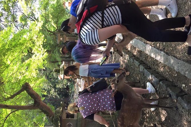 All Must-Sees in 3 Hours - Nara Park Classic Tour! From JR Nara! - Recap