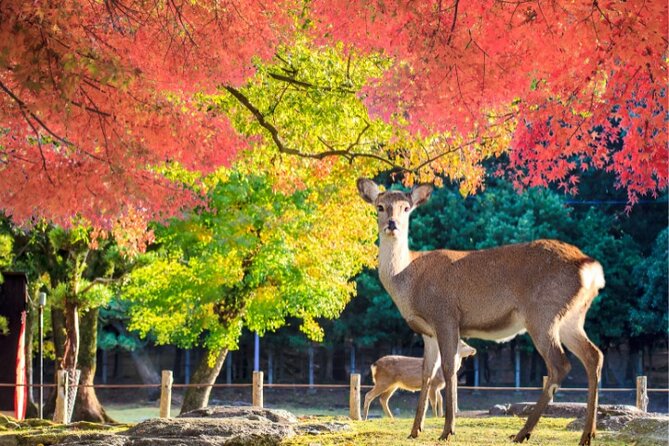 Arima Onsen, TōDai-Ji, Kobe Sanda Outlets & Nara Park From Osaka - Cancellation Policy and Booking