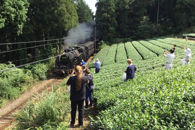 Authentic Japanese Tea Tasting at a Tea Plantation in Shimada - Tea Tasting