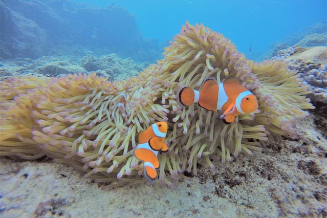 Blue Cave Experience Diving! [Okinawa Prefecture] Feeding & Photo Image Free! English, Chinese Guide Available! 1 Group With a Dedicated Instructor - Cancellation Policy and Reviews